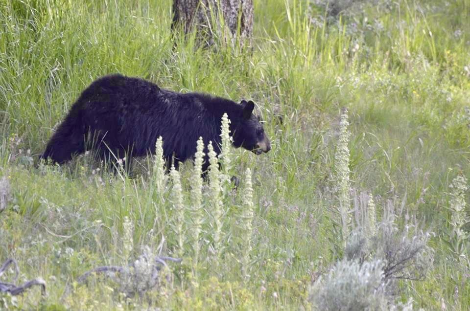 Black Bear In Natural Habitat
