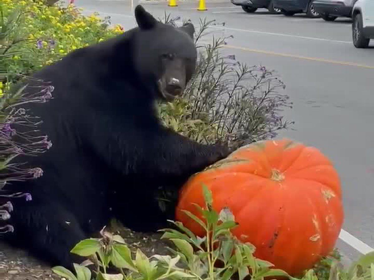 Bear with large orange pumpkin